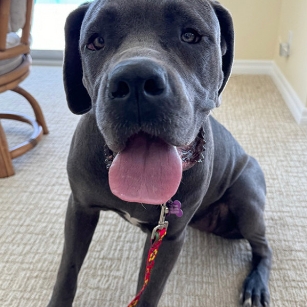 Abandoned Cane Corso with infected eyes, named Delilah, rescued by Hope for Paws. After treatment and care, she’s now ready for a loving forever home. Story captures hearts online.