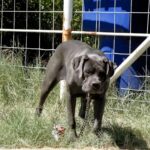 Abandoned Cane Corso with infected eyes, named Delilah, rescued by Hope for Paws. After treatment and care, she’s now ready for a loving forever home. Story captures hearts online.