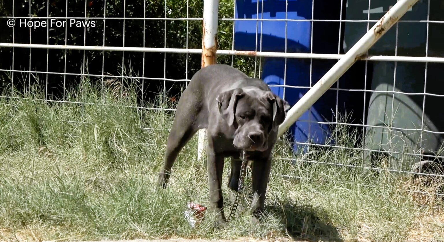 Abandoned Cane Corso with infected eyes, named Delilah, rescued by Hope for Paws. After treatment and care, she’s now ready for a loving forever home. Story captures hearts online.