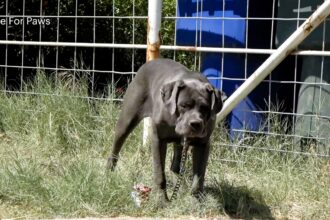 Abandoned Cane Corso with infected eyes, named Delilah, rescued by Hope for Paws. After treatment and care, she’s now ready for a loving forever home. Story captures hearts online.
