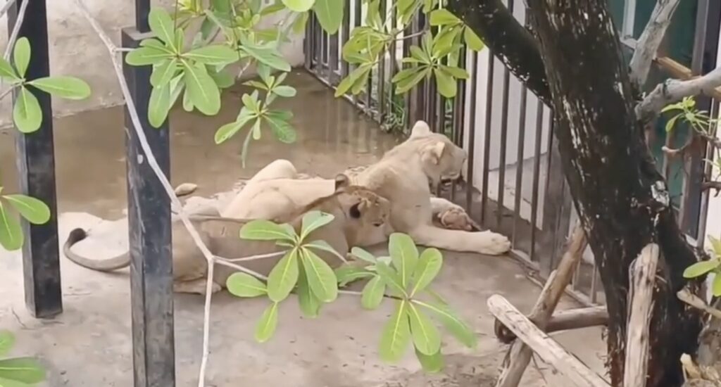 A couple in Pattaya, Thailand, busted for illegally keeping two lions on their patio and unlicensed supercars on-site, sparking a police investigation and property raid.