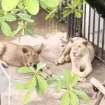 A couple in Pattaya, Thailand, busted for illegally keeping two lions on their patio and unlicensed supercars on-site, sparking a police investigation and property raid.