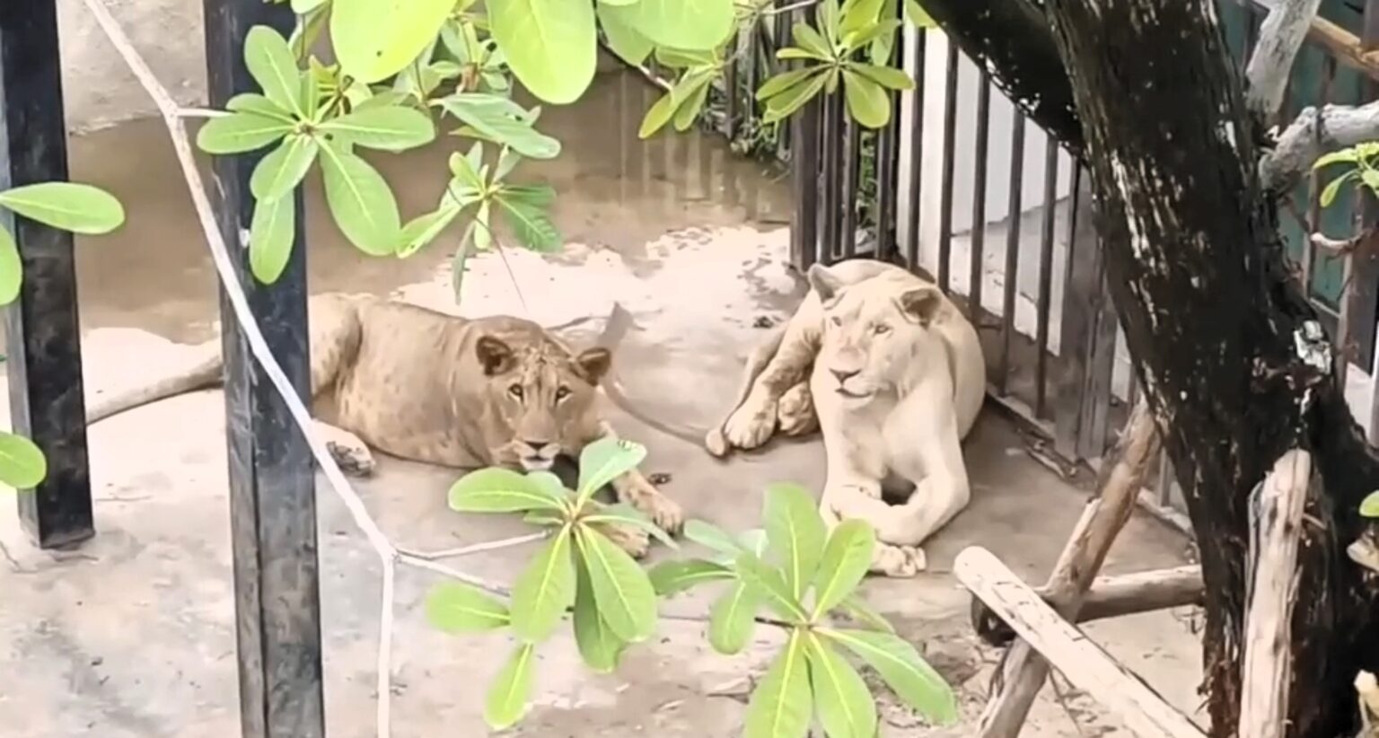 A couple in Pattaya, Thailand, busted for illegally keeping two lions on their patio and unlicensed supercars on-site, sparking a police investigation and property raid.