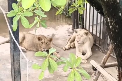 A couple in Pattaya, Thailand, busted for illegally keeping two lions on their patio and unlicensed supercars on-site, sparking a police investigation and property raid.