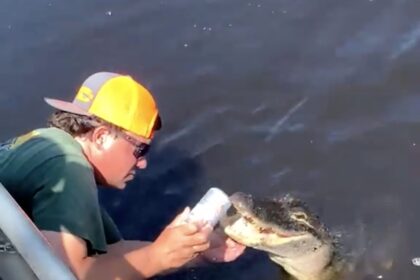 A viral video shows a man using an alligator to crack open a beer while fishing in Louisiana, garnering over 5 million views on TikTok and sparking hilarious reactions.