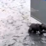 A bear cub tangled in fishing nets is rescued by police and reunited with its mother on a Russian beach. The heartwarming video shared by a charity has gone viral.