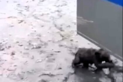 A bear cub tangled in fishing nets is rescued by police and reunited with its mother on a Russian beach. The heartwarming video shared by a charity has gone viral.