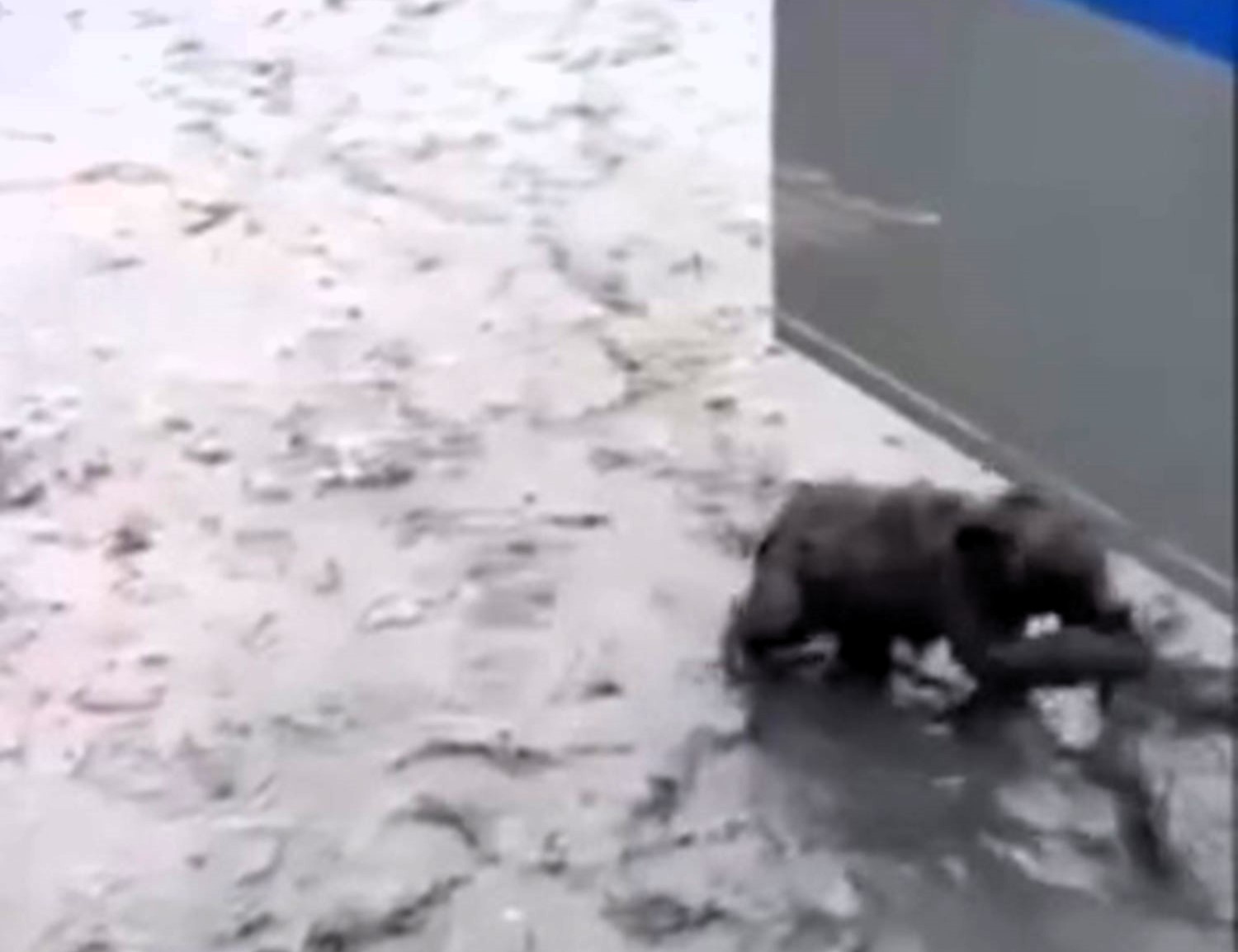 A bear cub tangled in fishing nets is rescued by police and reunited with its mother on a Russian beach. The heartwarming video shared by a charity has gone viral.