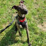 Alfie, a playful greyhound lurcher cross, awaits a new owner after being abandoned. His comical antics and lovable nature make him a perfect family pet.