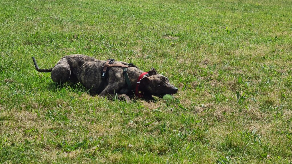 Alfie, a playful greyhound lurcher cross, awaits a new owner after being abandoned. His comical antics and lovable nature make him a perfect family pet.