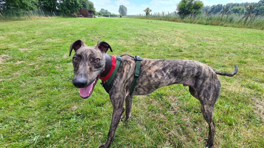 Alfie, a playful greyhound lurcher cross, awaits a new owner after being abandoned. His comical antics and lovable nature make him a perfect family pet.