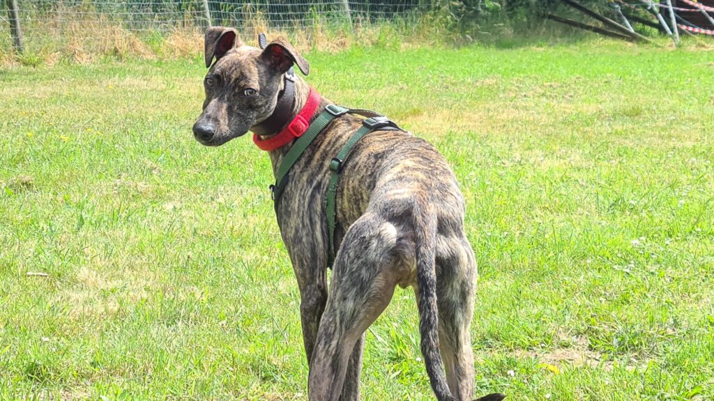 Alfie, a playful greyhound lurcher cross, awaits a new owner after being abandoned. His comical antics and lovable nature make him a perfect family pet.