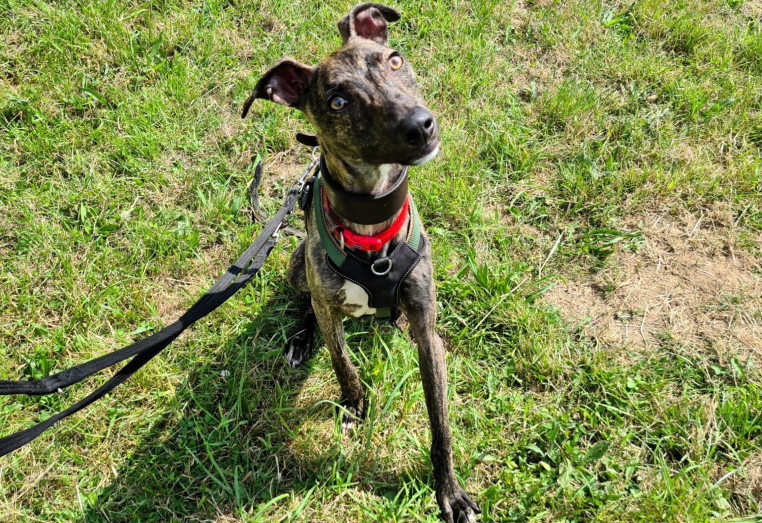 Alfie, a playful greyhound lurcher cross, awaits a new owner after being abandoned. His comical antics and lovable nature make him a perfect family pet.