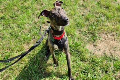 Alfie, a playful greyhound lurcher cross, awaits a new owner after being abandoned. His comical antics and lovable nature make him a perfect family pet.
