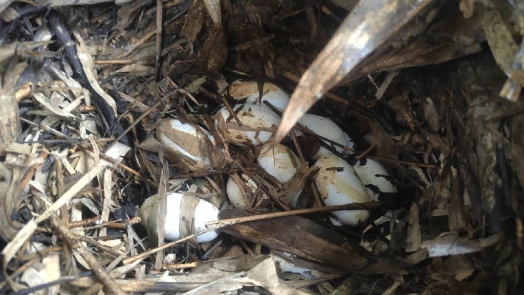 A deadly king cobra with 50 eggs was found near a primary school in Dali City, Yunnan. Snake catchers removed the aggressive mother and nest to protect students amidst rising snake sightings.