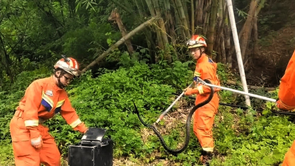 A deadly king cobra with 50 eggs was found near a primary school in Dali City, Yunnan. Snake catchers removed the aggressive mother and nest to protect students amidst rising snake sightings.