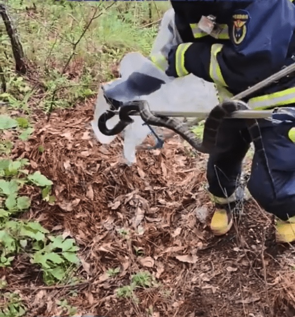 A deadly king cobra with 50 eggs was found near a primary school in Dali City, Yunnan. Snake catchers removed the aggressive mother and nest to protect students amidst rising snake sightings.