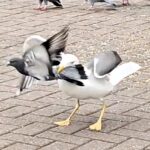 A giant seagull was spotted attacking pigeons on Buchanan Street, Glasgow. The predator used breadcrumbs to lure its prey before lunging. Witnesses were left shocked by the scene.