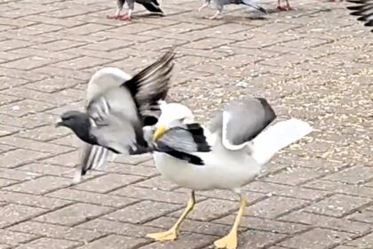 A giant seagull was spotted attacking pigeons on Buchanan Street, Glasgow. The predator used breadcrumbs to lure its prey before lunging. Witnesses were left shocked by the scene.