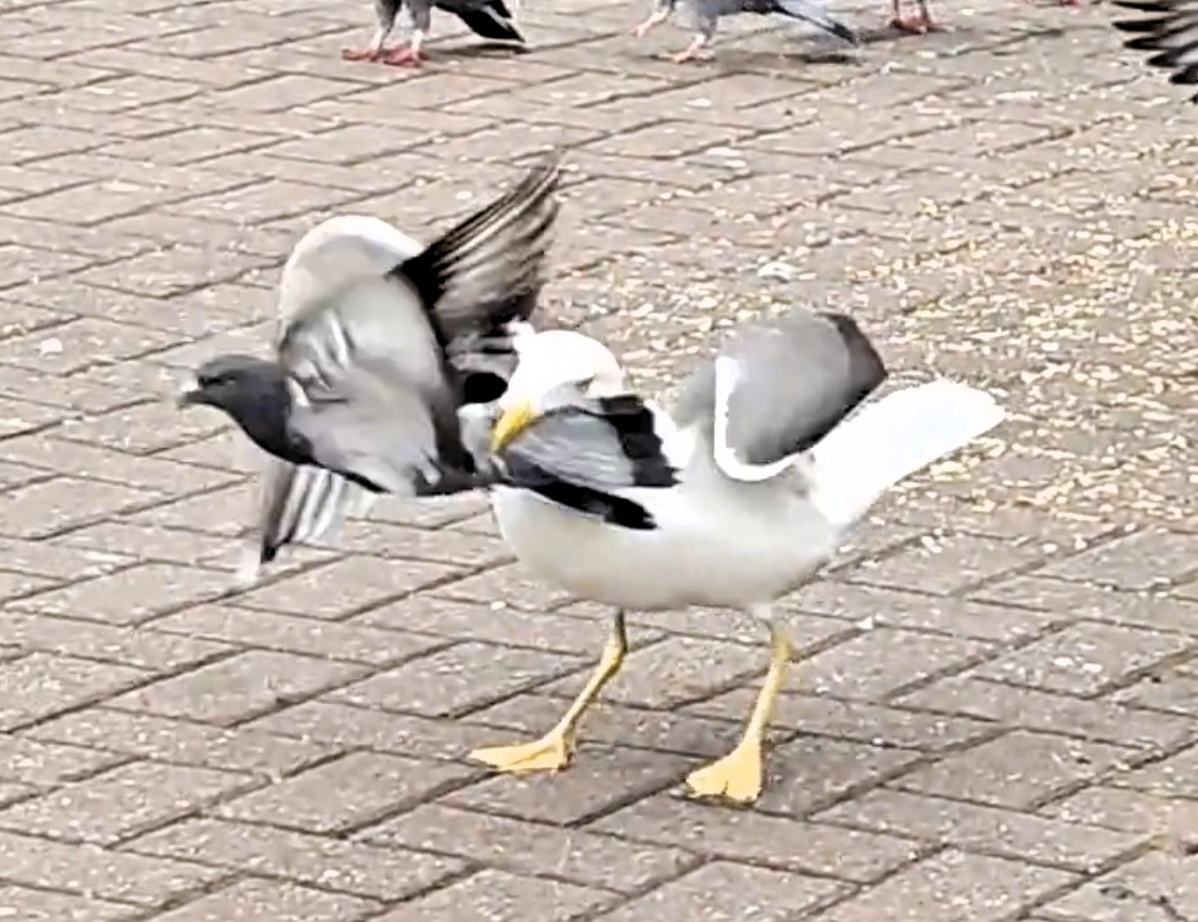 A giant seagull was spotted attacking pigeons on Buchanan Street, Glasgow. The predator used breadcrumbs to lure its prey before lunging. Witnesses were left shocked by the scene.