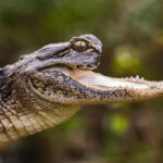 A disabled alligator, Jawlene, missing her upper jaw, finds a new home at Gatorland after being rescued. She thrives under expert care and befriends a turtle named Nellie Wafer.