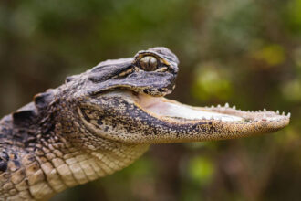 A disabled alligator, Jawlene, missing her upper jaw, finds a new home at Gatorland after being rescued. She thrives under expert care and befriends a turtle named Nellie Wafer.