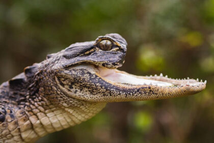 A disabled alligator, Jawlene, missing her upper jaw, finds a new home at Gatorland after being rescued. She thrives under expert care and befriends a turtle named Nellie Wafer.
