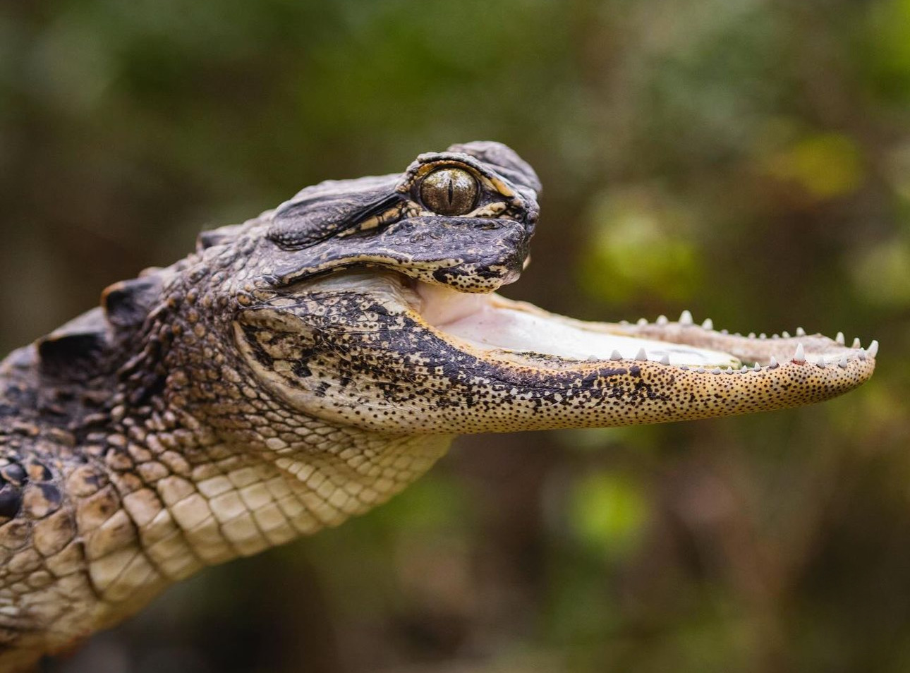 A disabled alligator, Jawlene, missing her upper jaw, finds a new home at Gatorland after being rescued. She thrives under expert care and befriends a turtle named Nellie Wafer.