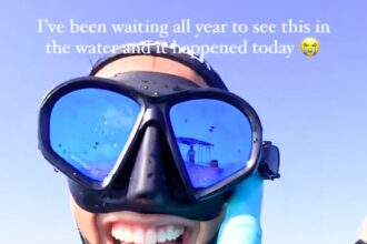 A diver captured a "magical" moment with migrating devil rays in the Gulf of California. Her viral Instagram clip, with 290,000 views, mesmerized viewers worldwide.