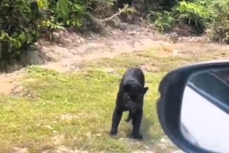Driver crashes into a black panther on a mountain road in Terengganu, Malaysia. Shocking footage shows the injured cat and car damage, quickly going viral on Facebook.