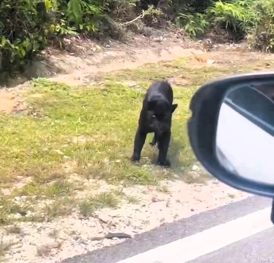 Driver crashes into a black panther on a mountain road in Terengganu, Malaysia. Shocking footage shows the injured cat and car damage, quickly going viral on Facebook.