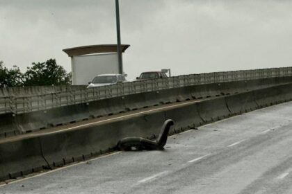 Drivers in Texas were stunned by a 'Loch Ness Monster' sighting on I-45 after Hurricane Beryl, only to discover it was a chair. The hilarious incident went viral on social media.