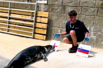 Psychic seals and puffins at the Cornish Seal Sanctuary have accurately predicted England's Euro 2024 success, choosing the Three Lions to win each match so far.