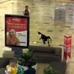 Hilarious moment as shopkeeper chases a dog stealing a stuffed toy in a Chilean mall. Onlookers laugh as the cheeky pooch is cornered. Find out if the dog kept the toy!