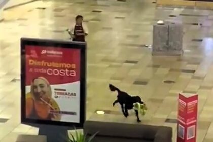 Hilarious moment as shopkeeper chases a dog stealing a stuffed toy in a Chilean mall. Onlookers laugh as the cheeky pooch is cornered. Find out if the dog kept the toy!