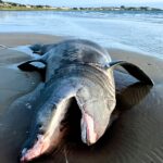 Beachgoers in shock as a 24ft basking shark washes up dead on a UK beach. Entangled in rope, the giant shark was found at Maidens Beach, Scotland.