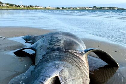 Beachgoers in shock as a 24ft basking shark washes up dead on a UK beach. Entangled in rope, the giant shark was found at Maidens Beach, Scotland.