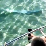 Tourists spot rare live oarfish in Baja California Sur, Mexico, a day before a 3.8 magnitude earthquake hits. Locals see the giant fish as a harbinger of natural disasters.