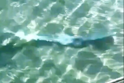 Tourists spot rare live oarfish in Baja California Sur, Mexico, a day before a 3.8 magnitude earthquake hits. Locals see the giant fish as a harbinger of natural disasters.