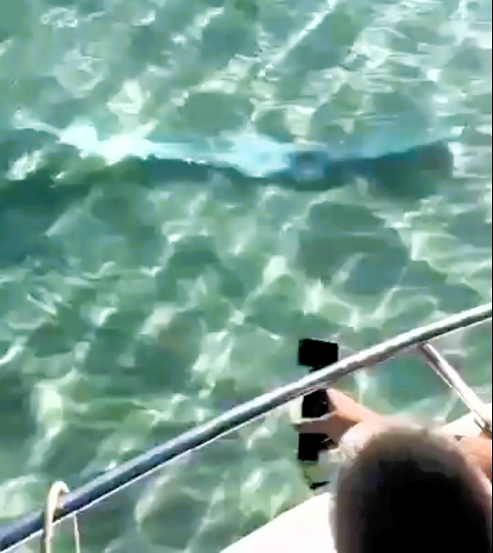 Tourists spot rare live oarfish in Baja California Sur, Mexico, a day before a 3.8 magnitude earthquake hits. Locals see the giant fish as a harbinger of natural disasters.