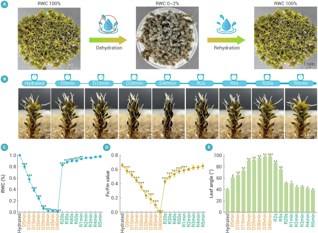 A promising type of moss, syntrichia caninervis, could make life on Mars possible. The plant survives extreme conditions, aiding the potential for future human colonization.