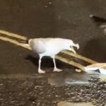 Seagull stumped while trying to swipe a late-night kebab, ending up with salad stuck on its beak. The comical incident in Brighton had onlookers in stitches as the gull failed to claim its meal.