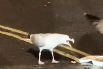 Seagull stumped while trying to swipe a late-night kebab, ending up with salad stuck on its beak. The comical incident in Brighton had onlookers in stitches as the gull failed to claim its meal.