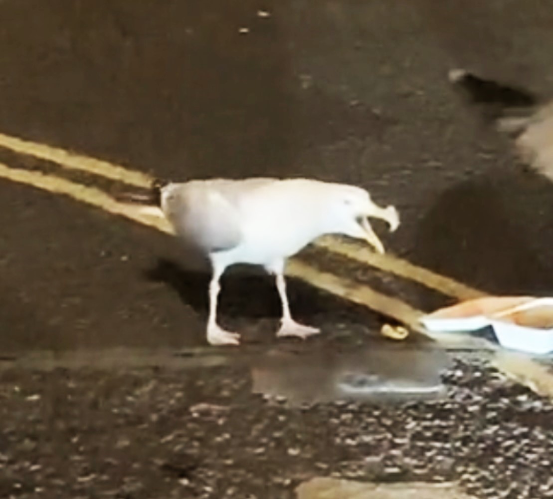 Seagull stumped while trying to swipe a late-night kebab, ending up with salad stuck on its beak. The comical incident in Brighton had onlookers in stitches as the gull failed to claim its meal.