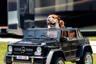 F1 star Lewis Hamilton pampers his Bulldog, Roscoe, with a £167.99 mini SUV toy, complete with a personalized number plate, sparking mixed reactions from fans.