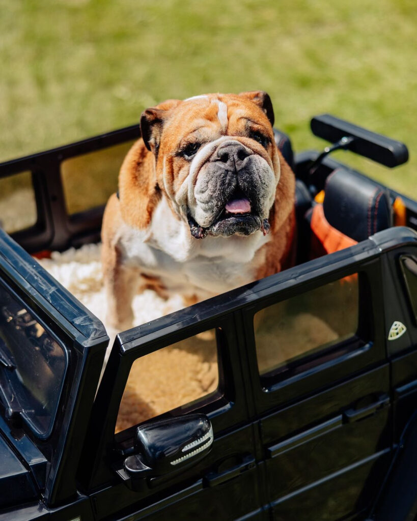 F1 star Lewis Hamilton pampers his Bulldog, Roscoe, with a £167.99 mini SUV toy, complete with a personalized number plate, sparking mixed reactions from fans.