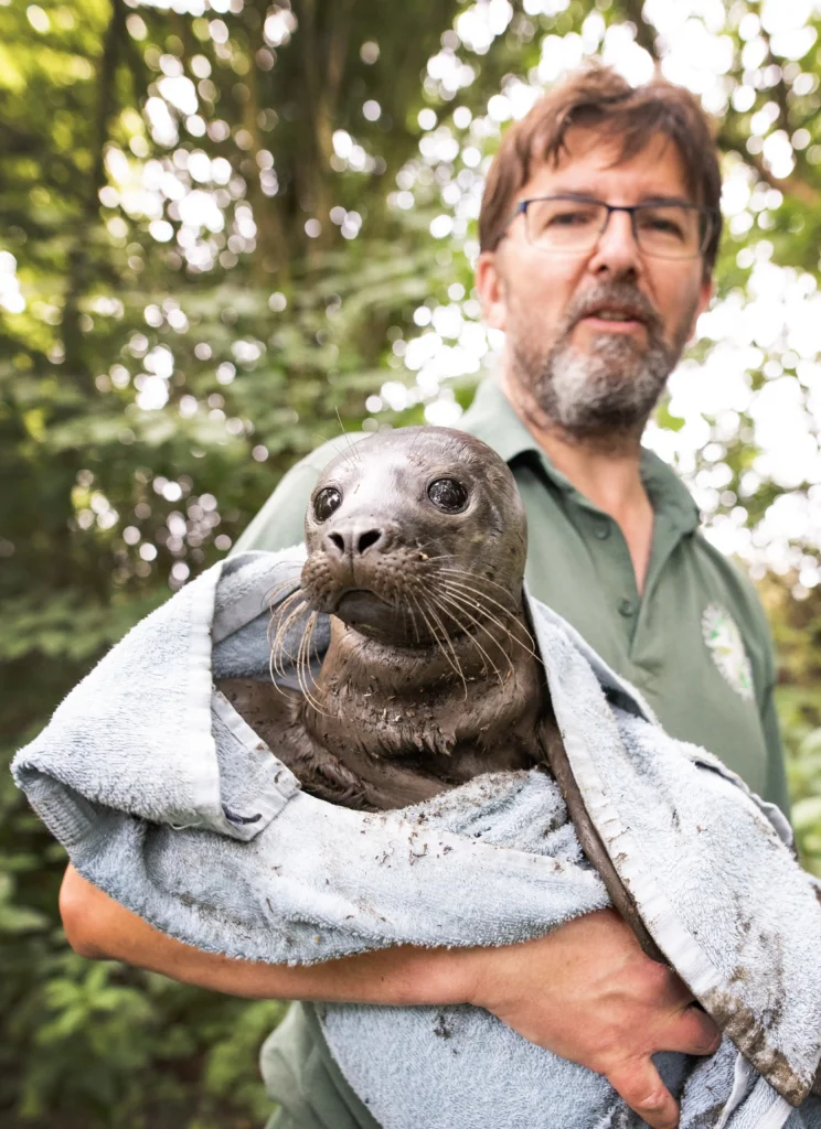 A lost seal pup was found 13 miles from the sea in Essex's Wickford Memorial Park. Rescued by South Essex Wildlife Hospital, the pup is now recovering with other seals.