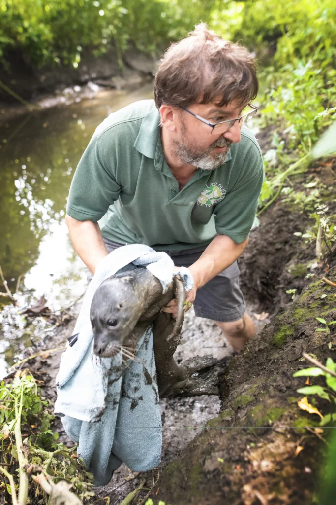 A lost seal pup was found 13 miles from the sea in Essex's Wickford Memorial Park. Rescued by South Essex Wildlife Hospital, the pup is now recovering with other seals.