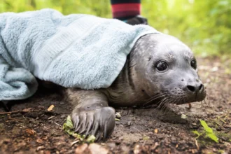 A lost seal pup was found 13 miles from the sea in Essex's Wickford Memorial Park. Rescued by South Essex Wildlife Hospital, the pup is now recovering with other seals.