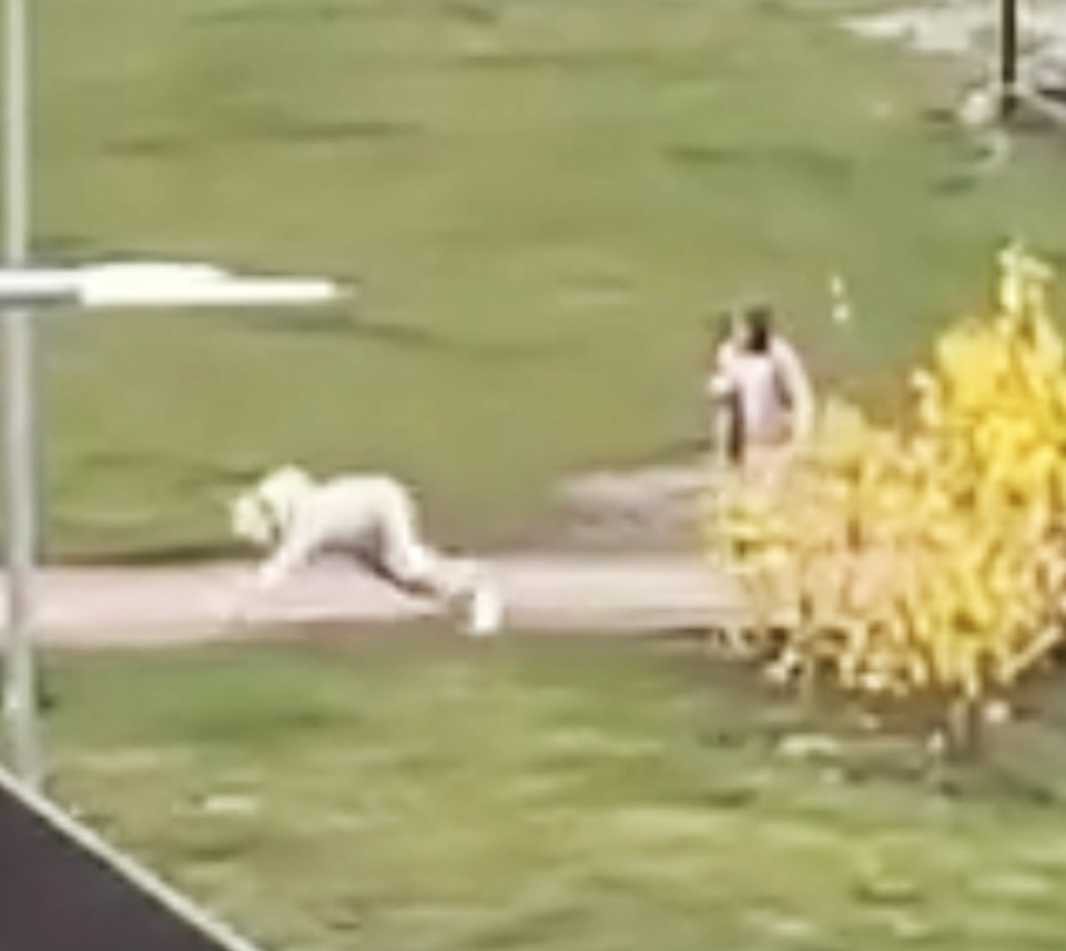 A furry was seen being walked in a park in Lubawa, Poland, with their 'owner' also in costume. The bizarre scene, filmed near flats, sparked local comments and debate.